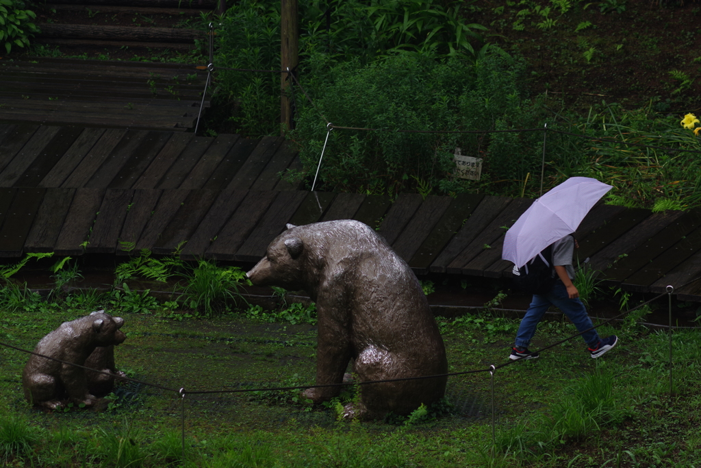 雨のズ－ラシア 雨に濡れるくまの銅像