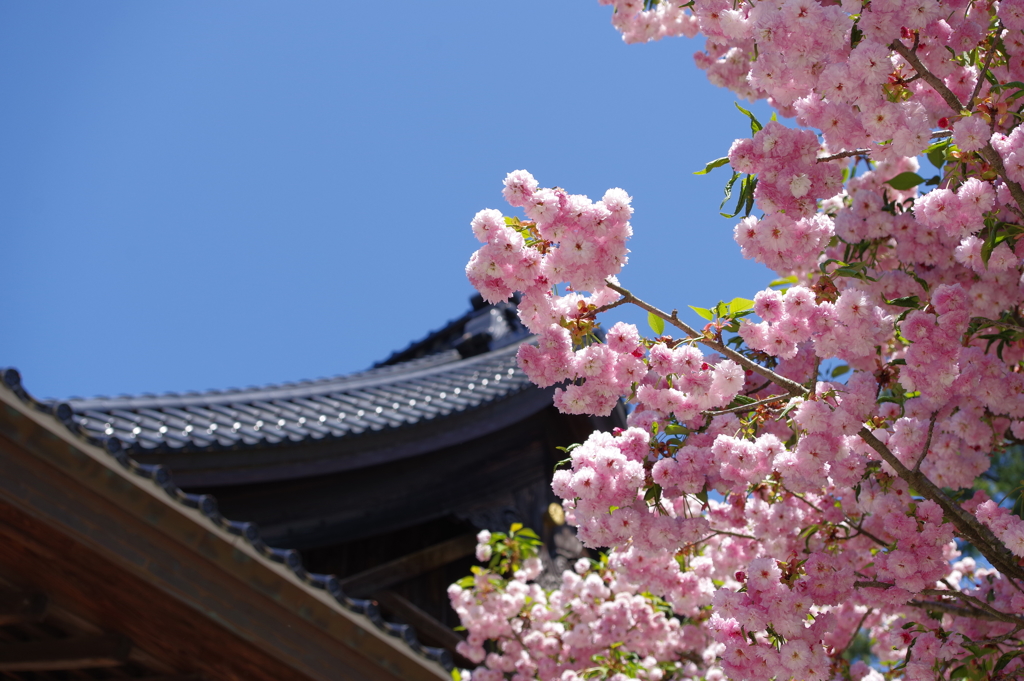 金沢 町ブラ　八重桜