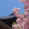 金沢 町ブラ　八重桜