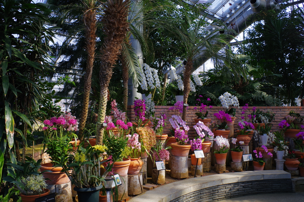 富山植物公園　ラン