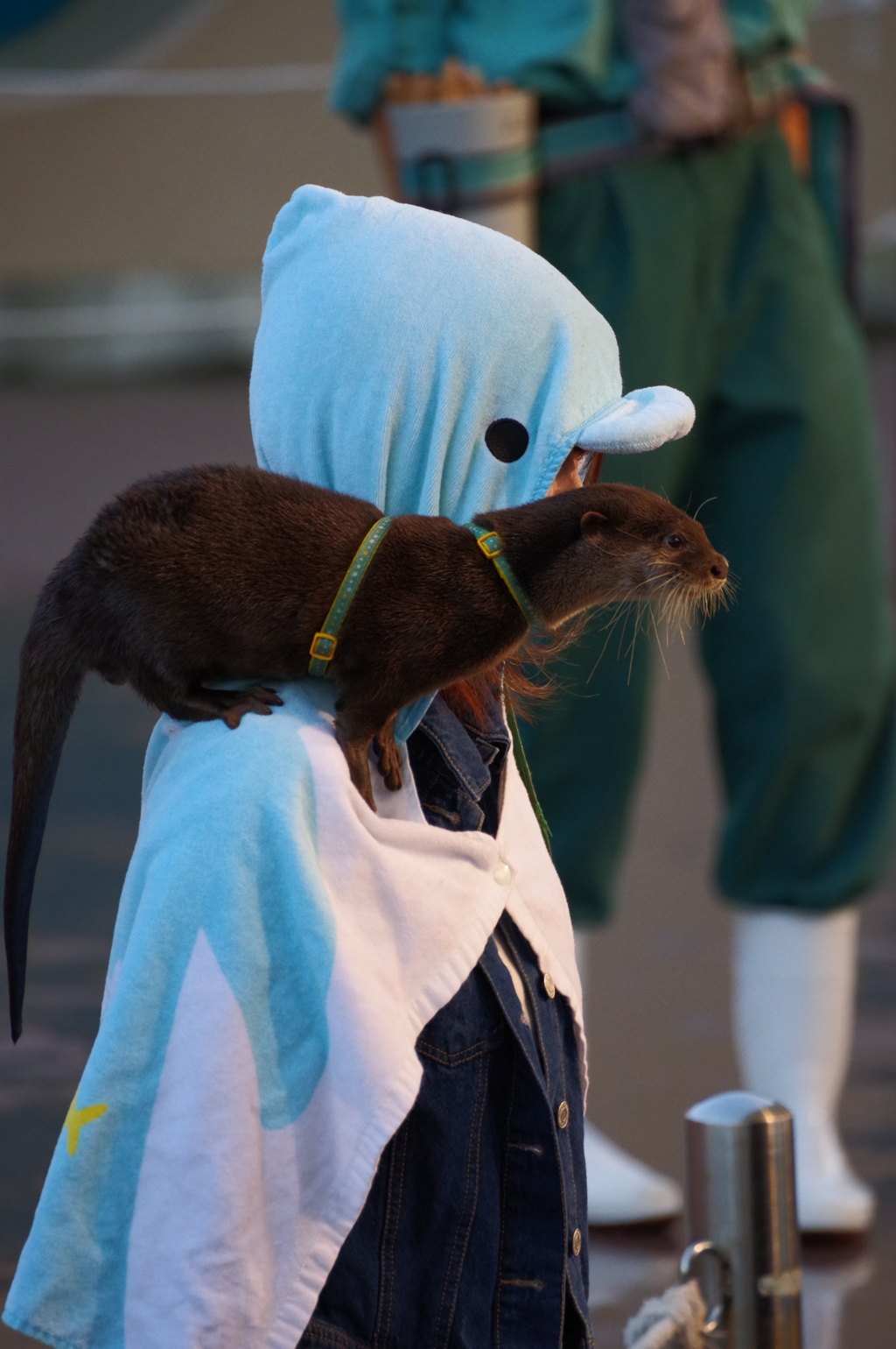 八景島シ-パラダイス 肩のりコツメカワウソ