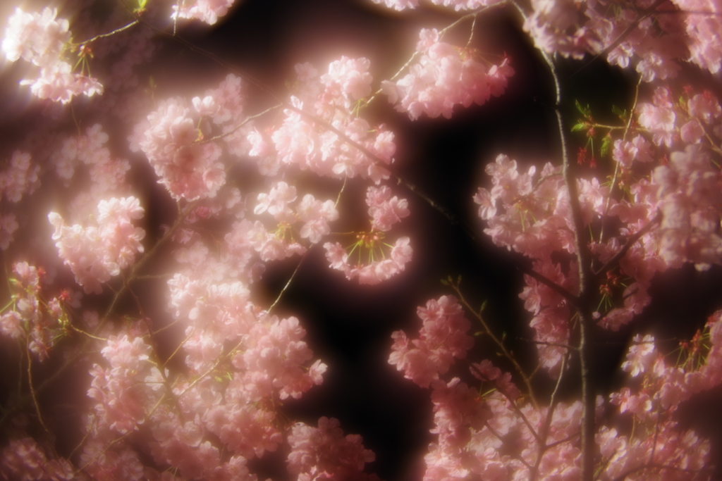 試し撮り pentax smc 85mm f2.2 soft focus