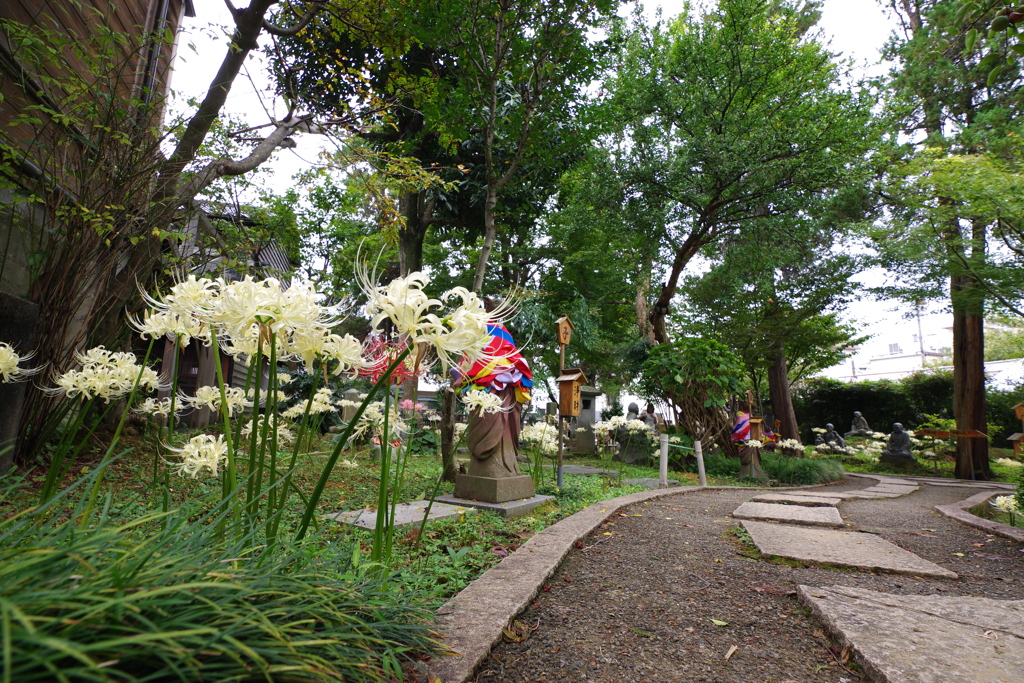 香林寺 彼岸花　道に咲く