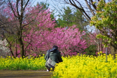 富山植物公園 梅と菜の花が綺麗 (3)