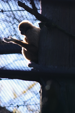 金沢動物園 秋と動物をテーマに撮ってみた！ 手を見つめるシロテテナガル