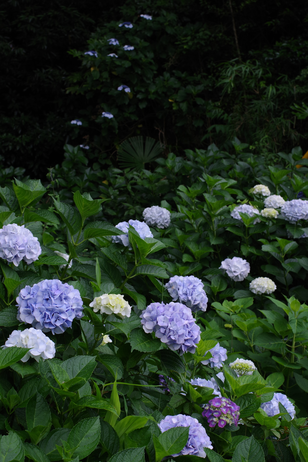 妙楽寺 紫陽花寺