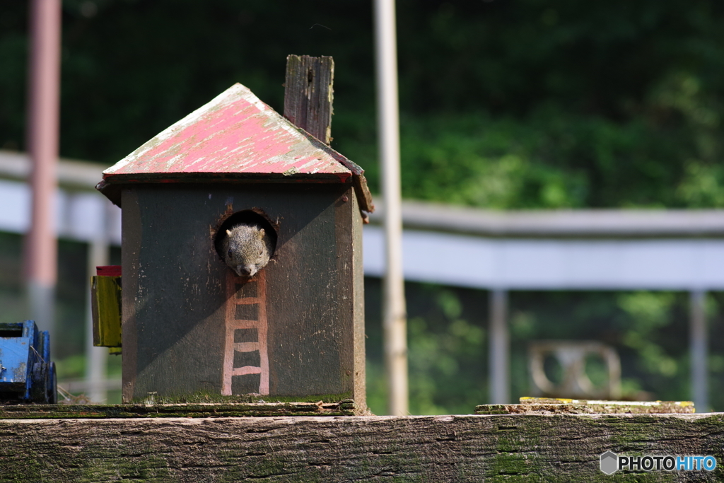 町田リス園 (10)