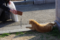 猫の日なので　遊ぶ茶トラ