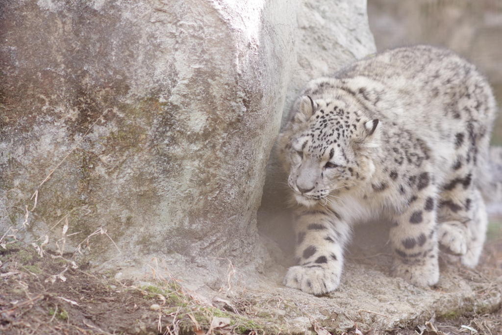 ユキヒョウの子供　歩く