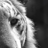 東武動物公園 白黒にすると普通のトラ
