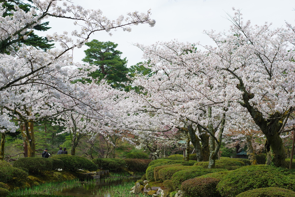 2020年兼六園 桜 ペトリ 50mmf1.7