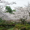 2020年兼六園 桜 ペトリ 50mmf1.7