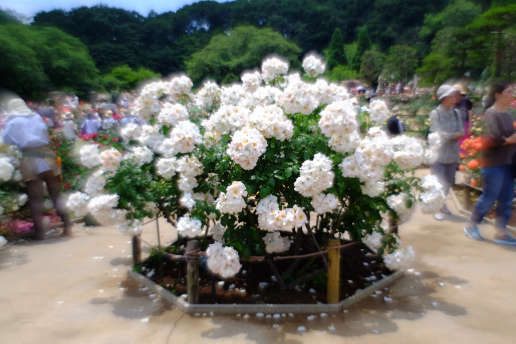 バラ園