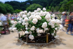 バラ園