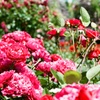フィルム イングリッシュガーデン 薔薇1