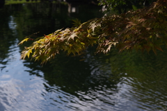 姫路城周辺観光 好古園　池ともみじ