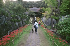 フィルム 西方寺 彼岸花 赤い道