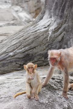 東部動物公園　渋い日本猿の子供