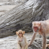 東部動物公園　渋い日本猿の子供