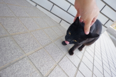 長崎観光　池島へ移動　フェリーまで猫と遊ぶ2