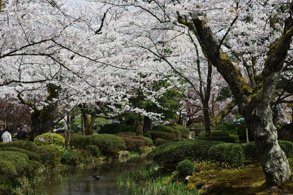 兼六園 桜 (21)