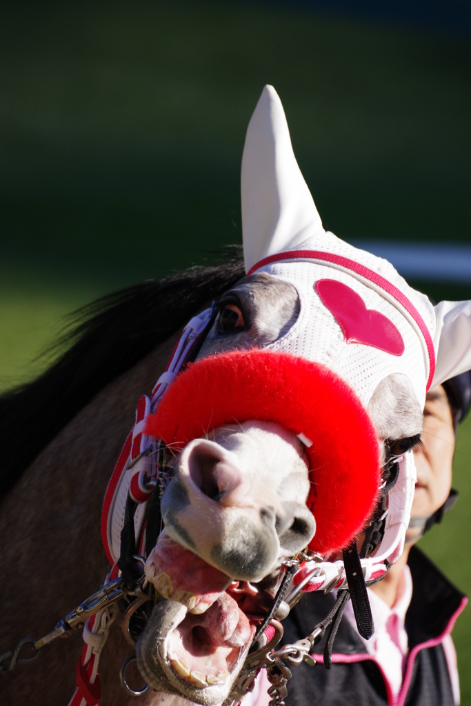 東京競馬場 変顔