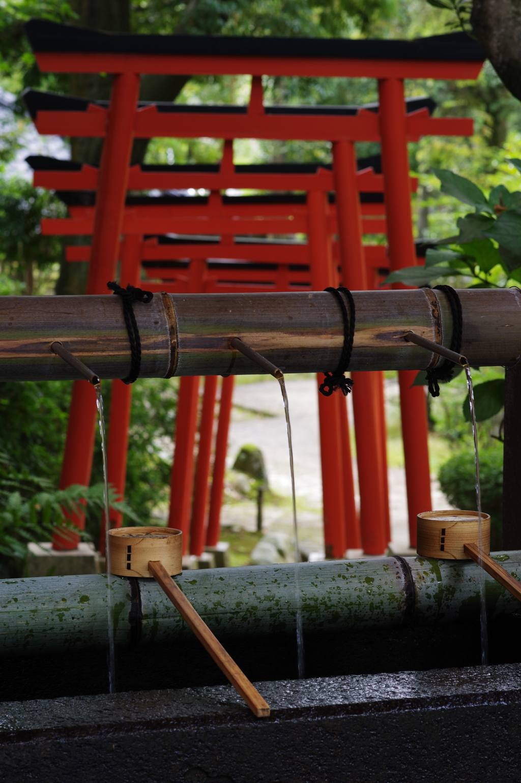 金沢散歩 金澤神社 赤い鳥居と手水舎