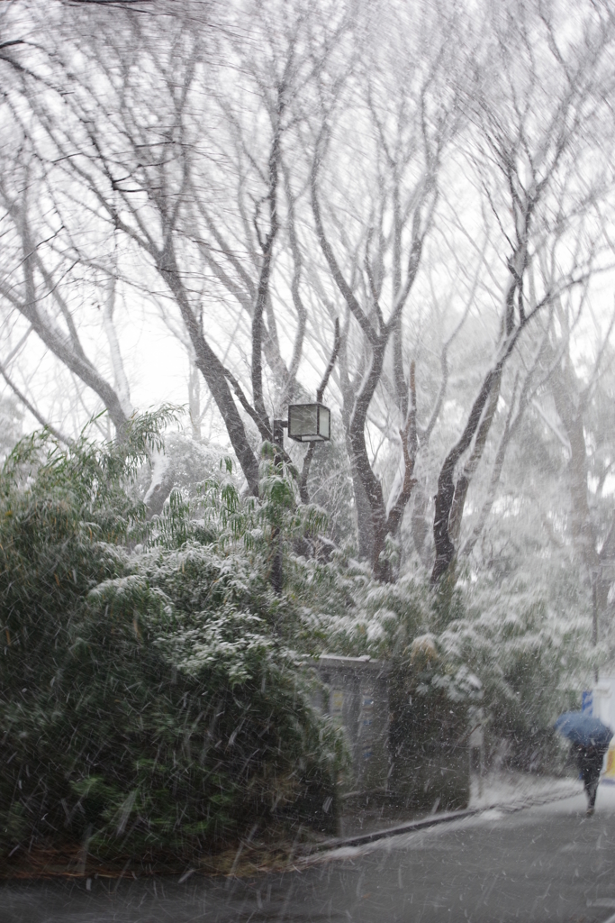 凄い雪でしたね