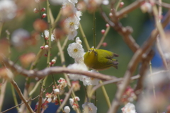 梅と鳥 さようなら酉年 (1)