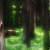 ソフトフォーカスレンズで印象派っぽい写真を目指す。in 森