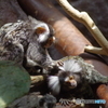 Ueno zoo (17)