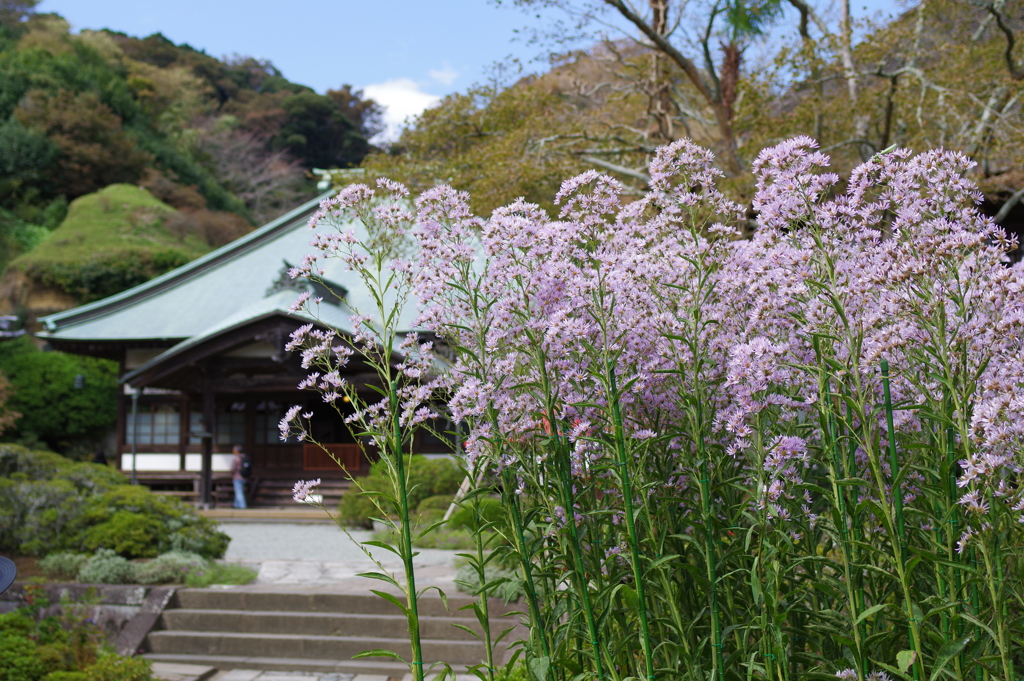 Kamakura散歩  海蔵寺 立派な紫苑