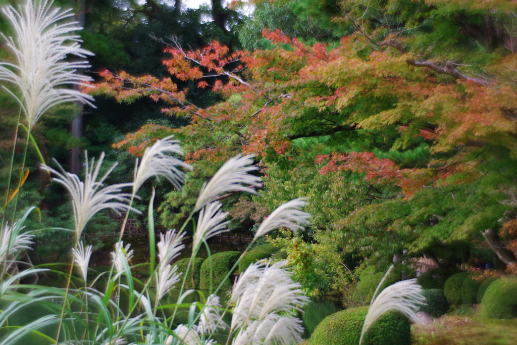 金沢 紅葉 オールドレンズ散歩 (18)　ソフトフォーカス