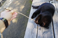 姫路城周辺観光 猫と戯れる1