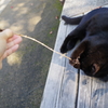 姫路城周辺観光 猫と戯れる1