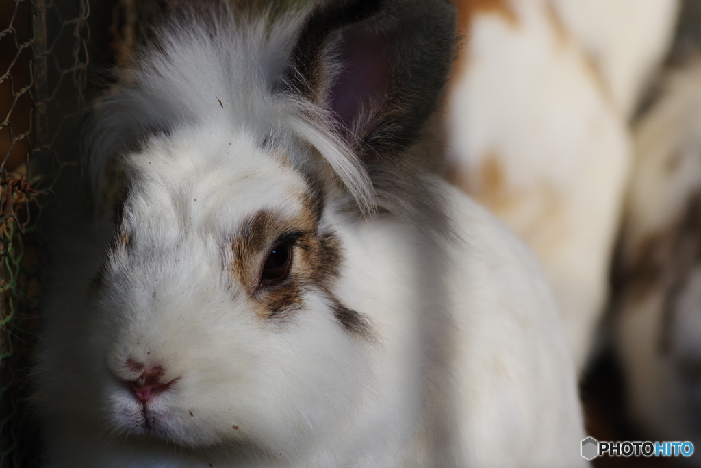 町田リス園 (14)