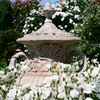 フィルム イングリッシュガーデン 薔薇　白