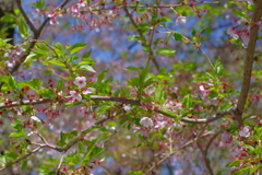 オールドレンズで散歩　葉桜