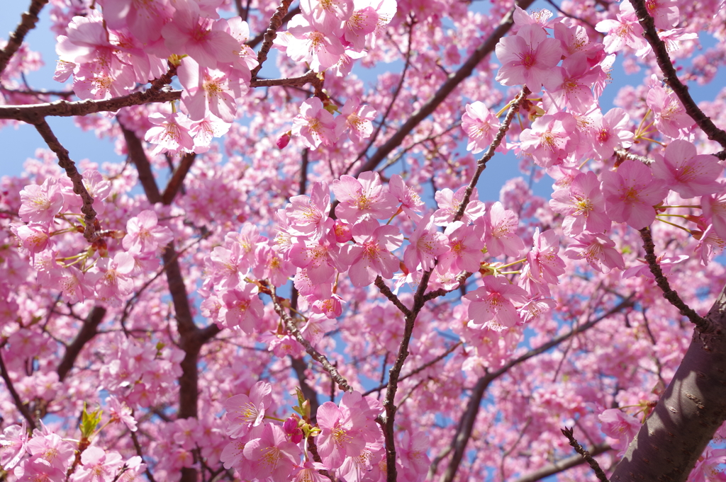 DA 11-18mm f2.8 試し撮り 河津桜