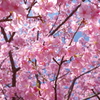 DA 11-18mm f2.8 試し撮り 河津桜