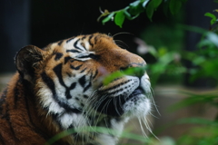 雨のいしかわ動物園 雨を感じるトラ