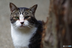 鎌倉散歩　野良猫  Fujinon 135mm f3.5