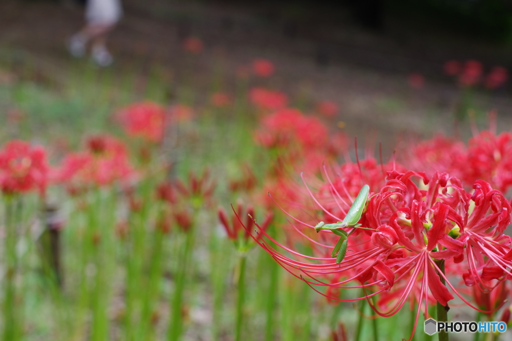 カマキリ on 彼岸花