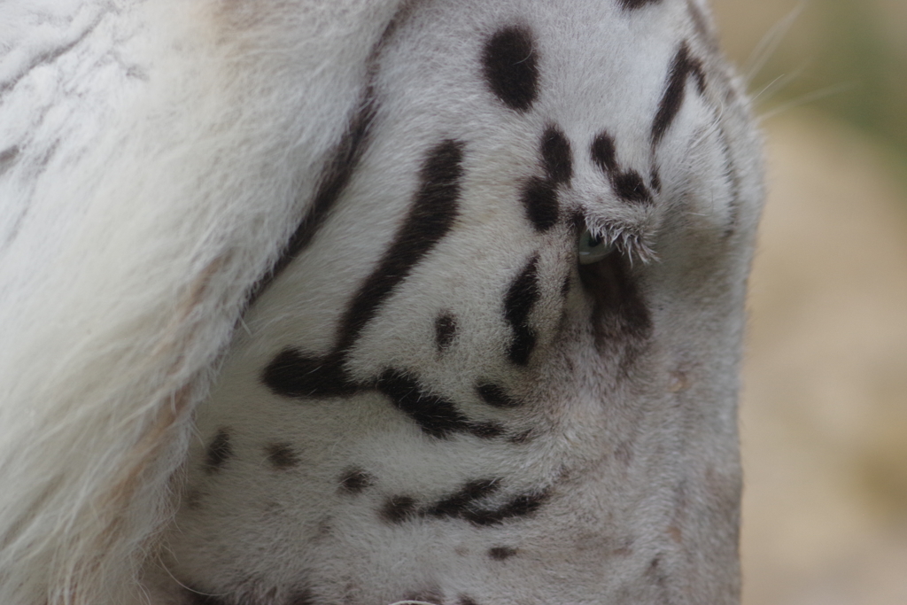 雨のいしかわ動物園 ホワイトタイガー