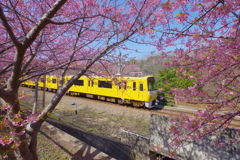 DA 11-18mm f2.8 試し撮り 河津桜と黄色電車