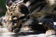 春の嵐の後のズーラシア 珍しく見易いところにいたウンピョウ