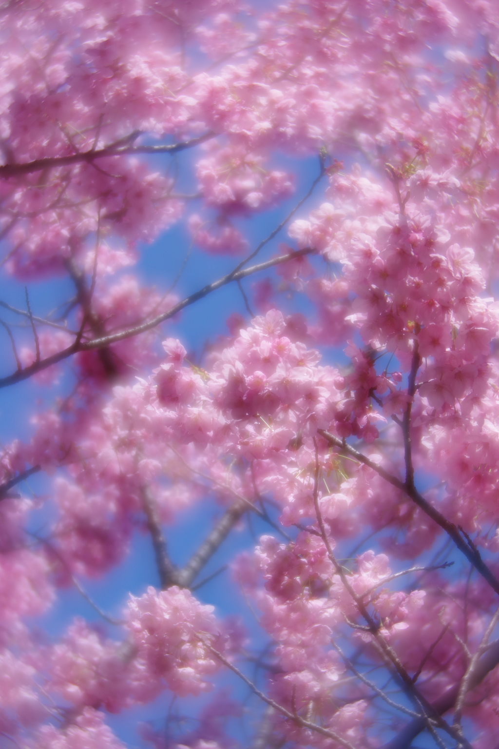 試し撮り pentax smc 85mm f2.2 soft focus