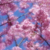 試し撮り pentax smc 85mm f2.2 soft focus