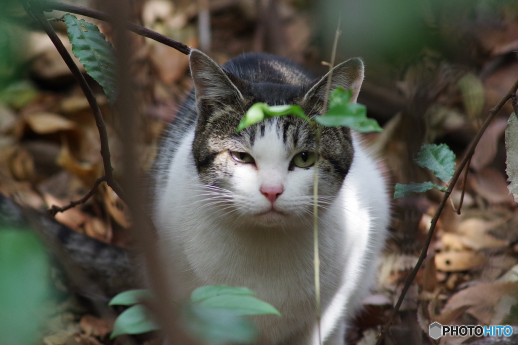 ノラの猫さん (3)