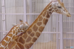 すりすりするきりん